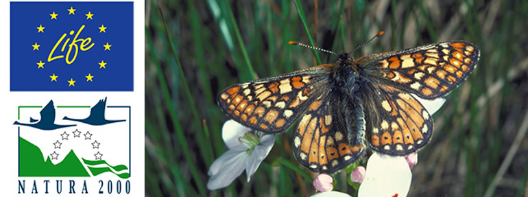 Natura 2000 image of a marsh fritillary butterfly