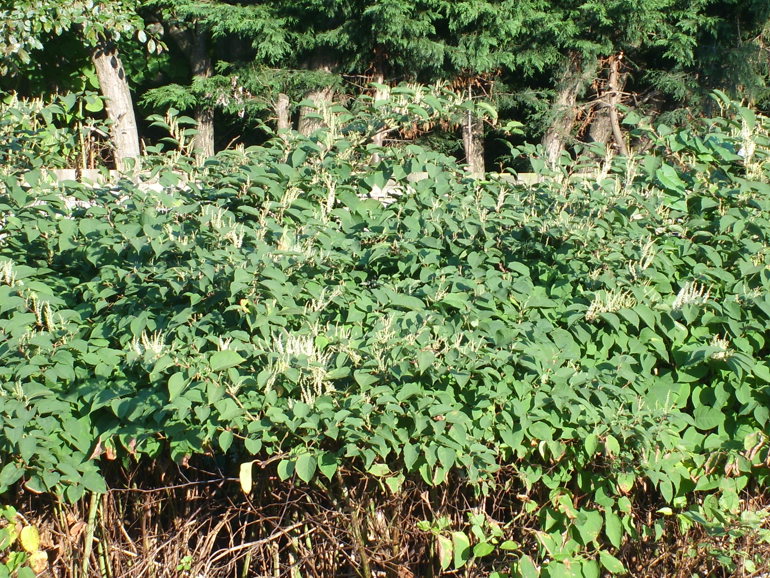 Japanese knotweed in flower Japanese knotweed in flower
