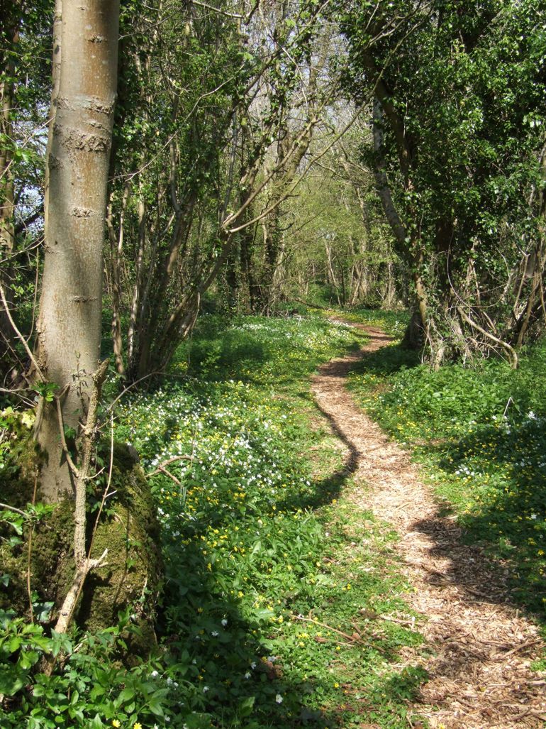 Penhow Woodlands NNR